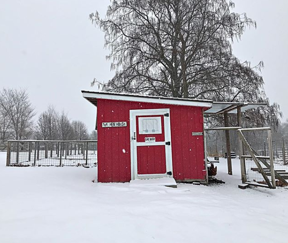 Preventing Frostbite and Protecting Chickens in Winter 7 mandi%204